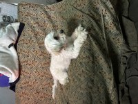 9 AYLIK DİŞİ KÖPEĞİMİZ YENİ YUVASINI ARIYOR
