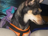 Chihuahua köpeğimize acil yeni yuva