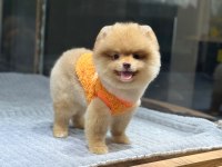 Sağlık Ve Irk Garantili Pomeranian