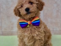 Toy poodle yavrumuz için mutlu olabileceği bir yuva
