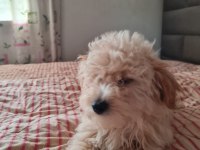 6 ocak doğumlu son erkek MALTİPOO