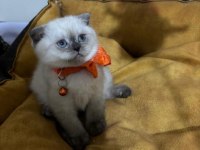 Scottish Fold Dişi Yavrumuza Yuva (Uyguna)