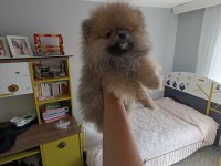 Erkek pomeranian yavrum yeni ailesini arıyor