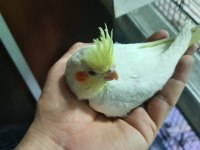 Yeni Yeme Düşmüş Sultan Papağanı Yavrular