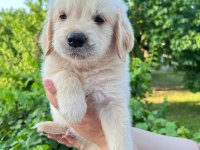 Bebek yüzlü golden retriever yavrular