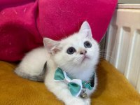 British Shorthair Erkek Yavrumuza Yuva (Uyguna)