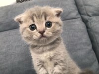 2 dişi 1 erkek scottish fold