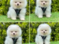 Pomeranian boo ayı yüz bebekler