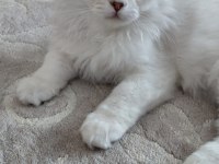 Yavru British Longhair