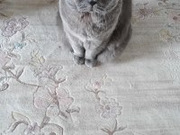 BRİTİSH ERKEK