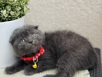 Scottish Fold Duman Rengi