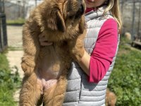 KÖPEKLERİN ATASI TİBET MASTİFİ