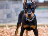 Profesyonel üretim çifliğinden Doberman kapıda ödeme