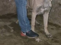Kangal Yavrusu Soy Sağlam Mal Zaten Ortada