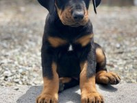 Doberman Ölüm Gibi Bişi