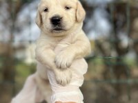 Baby face Irk Garantili Golden Retriever Yavrular