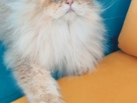 Şecereli golden longhair british 1 yaşında erkek