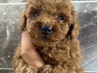Orjinal Toy Poodle Bebekler