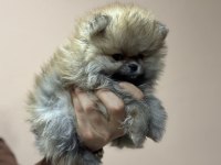Petmode köpek çiftliğinde ziyarete açık pomeranian