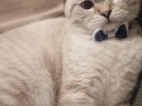 Acil British Shorthair