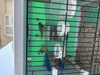 2 adet golden Finch 1 adet dişi ve 1 adet erkek
