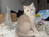 Saf kan gerçek golden kedimiz