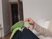Arkadaş gibi alexander