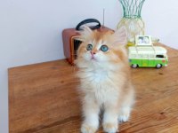 Efsane Saf kan Golden Longhair Dişi Erkek Bebeklerim