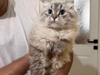 Blue point longhair 7 aylık kedimiz