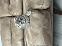 Scottish fold