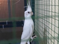 Üretimden yeme düşmek üzere albino/lutino sultan papağanı