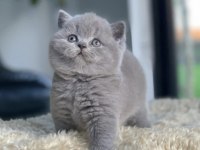 Tospik Kedimiz Gri British Shorthair