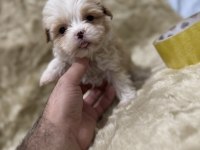 Orijinal Maltipoo Yavruları