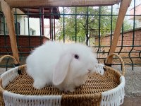 Hollanda teddy lop tavşan 2 adet mavi gözlü beyaz takım