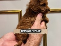 RED TOY POODLE
