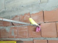 MUHABBET KUŞU YENİ YEME DÜŞMÜŞ YAVRULAR
