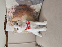KİBAR SURATLI KEDİMİZ KIZIM FERİHA