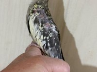38 Günlük El Besleme Evcil Sultan Papağanı Bebek