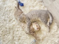Scottish fold kedilerim yeni yuvalarını arıyorlar