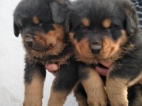 Erkek ve dişi rottweiler yavrular