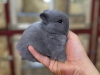 Cüce Tavşan (nedherland dwarf)