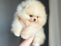 Göz Alıcı Tüy Yapısına Sahip Pomeranian Boo