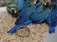 YASAL BELGELİ FATURALI ÇİPLİ MACAW