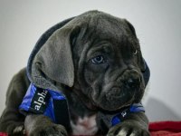 Dev Cane Corso Yavrularımız