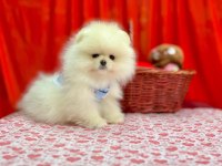 PATİLİvosvos pamuk şekerleri pomeranian köpekler
