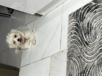 Maltese Terrier Düz Tüylü