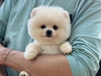 Pomeranian bebek