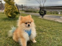 ERKEK POMERANİAN BOO ÇİFT TESTİS EŞLEŞME TECRÜBELİ