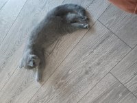 2 aylık çok uysal british shorthair