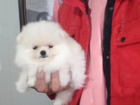 Orijinal Pomeranian Boo
